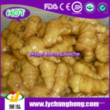 High Quality Fresh Ginger For UK,CANADA,USA and EU Market